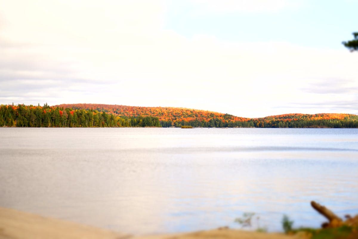 Parc provincial Algonquin pittoresque avec lacs vierges et paysage forestier