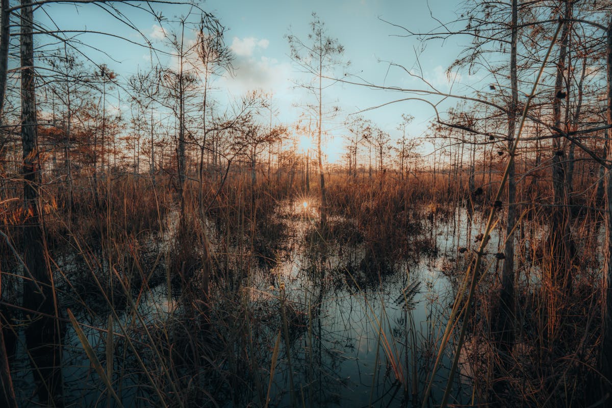 Coucher de soleil sur les zones humides des Everglades avec des cyprès