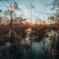 Coucher de soleil sur les zones humides des Everglades avec des cyprès