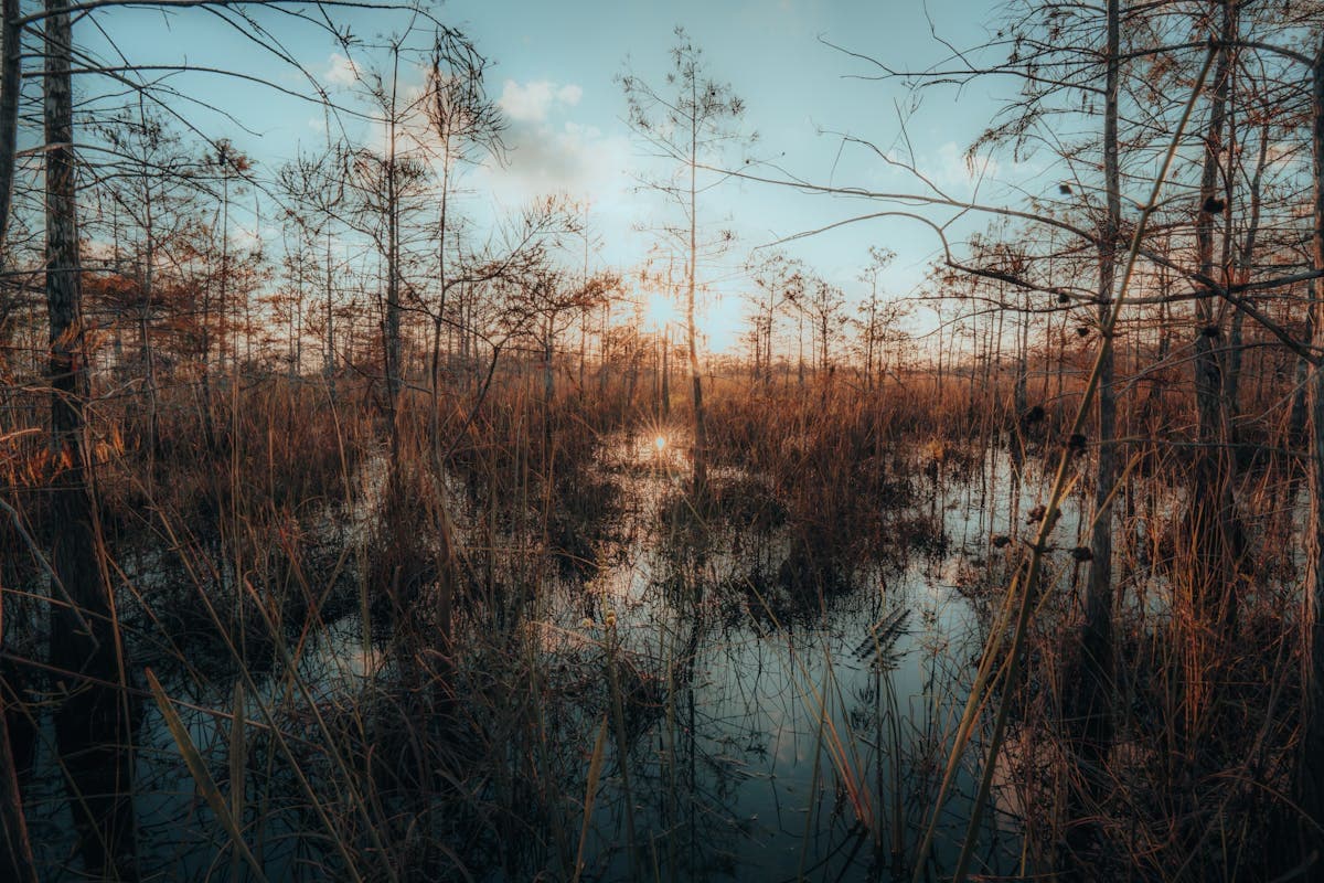 Beautiful sunset over the Everglades wetlands with cypress trees