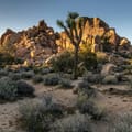 Coucher de soleil magnifique sur le Parc National Joshua Tree avec ses arbres de Josué emblématiques et paysage désertique