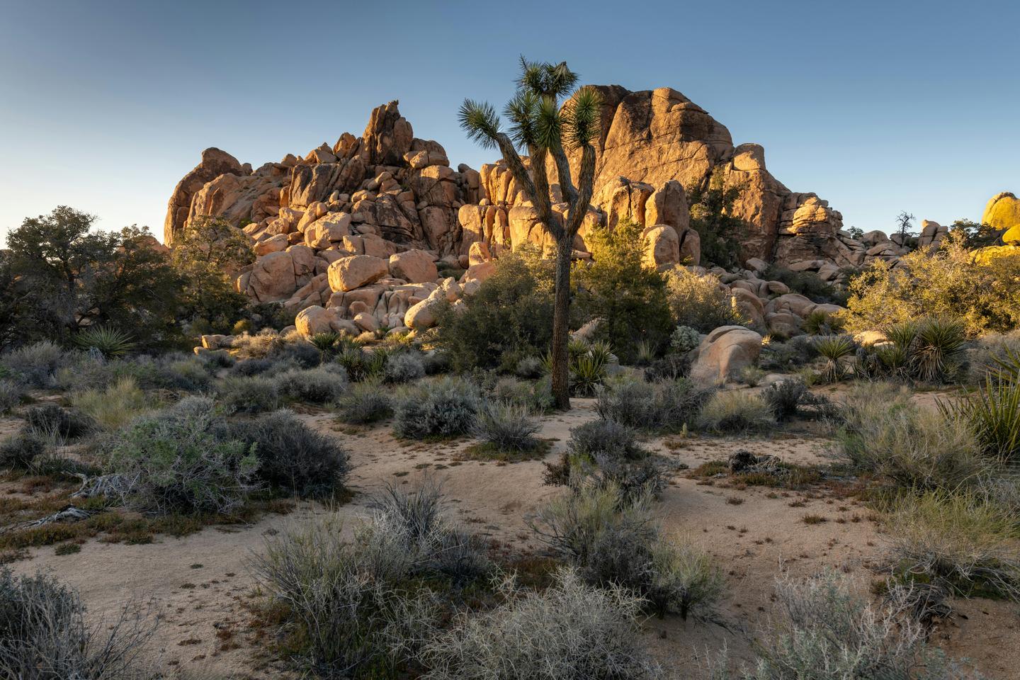 Joshua Tree National Park desert landscape with iconic rock formations and Joshua Trees