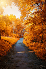Beautiful autumn forest path surrounded by vibrant fall foliage in shades of red, orange, and gold
