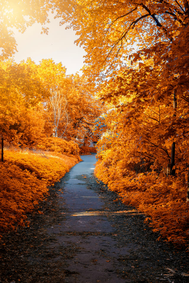 Beautiful autumn forest path surrounded by vibrant fall foliage in shades of red, orange, and gold