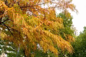 Vibrant autumn leaves on trees in Gatineau Park displaying brilliant fall colors and seasonal beauty