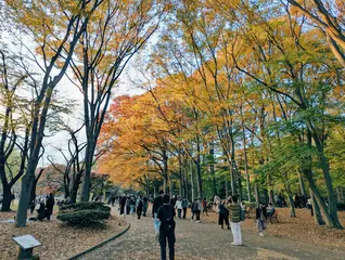 Fall Rhapsody