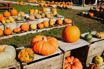 Harvest Festival