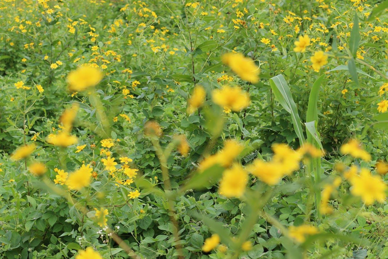 Aerial view of a massive crowd at an outdoor music festival with multiple stages and colorful lights under a twilight sky