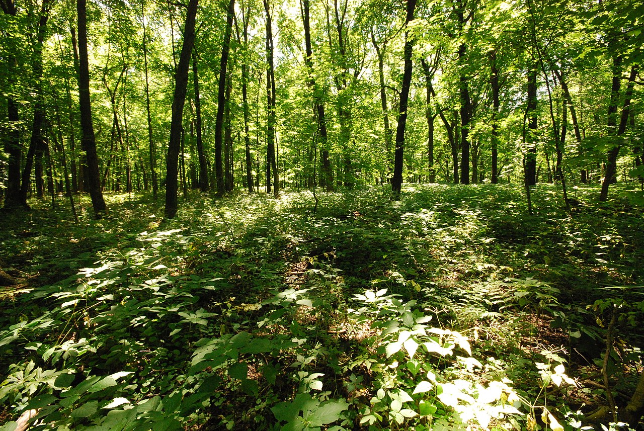 Belmont Mound State Park