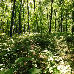 Belmont Mound State Park