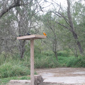 Bentsen-Rio Grande Valley State Park