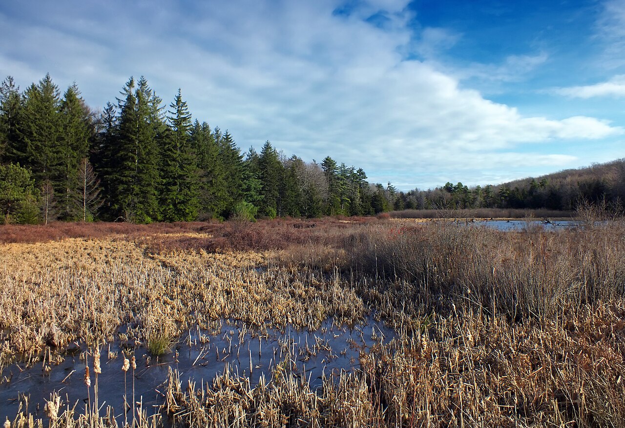 Black Moshannon State Park