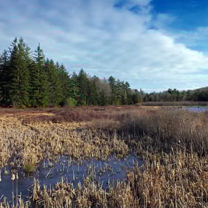 Black Moshannon State Park