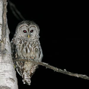 Blanket Creek Provincial Park
