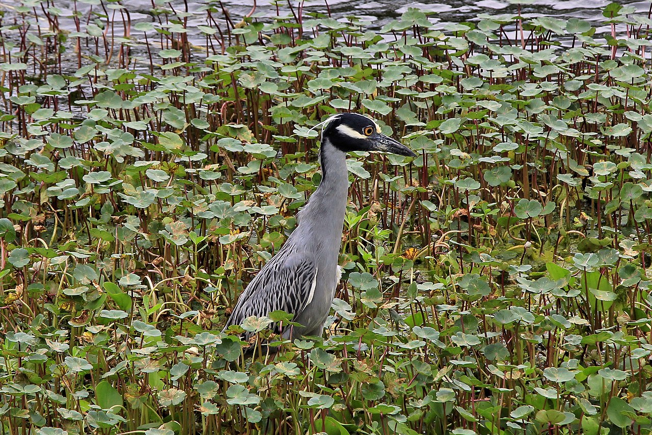 Brazos Bend State Park