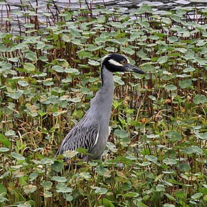 Brazos Bend State Park