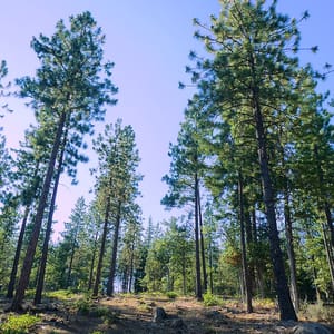 Brooks Memorial State Park