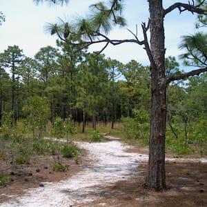 Carolina Beach State Park