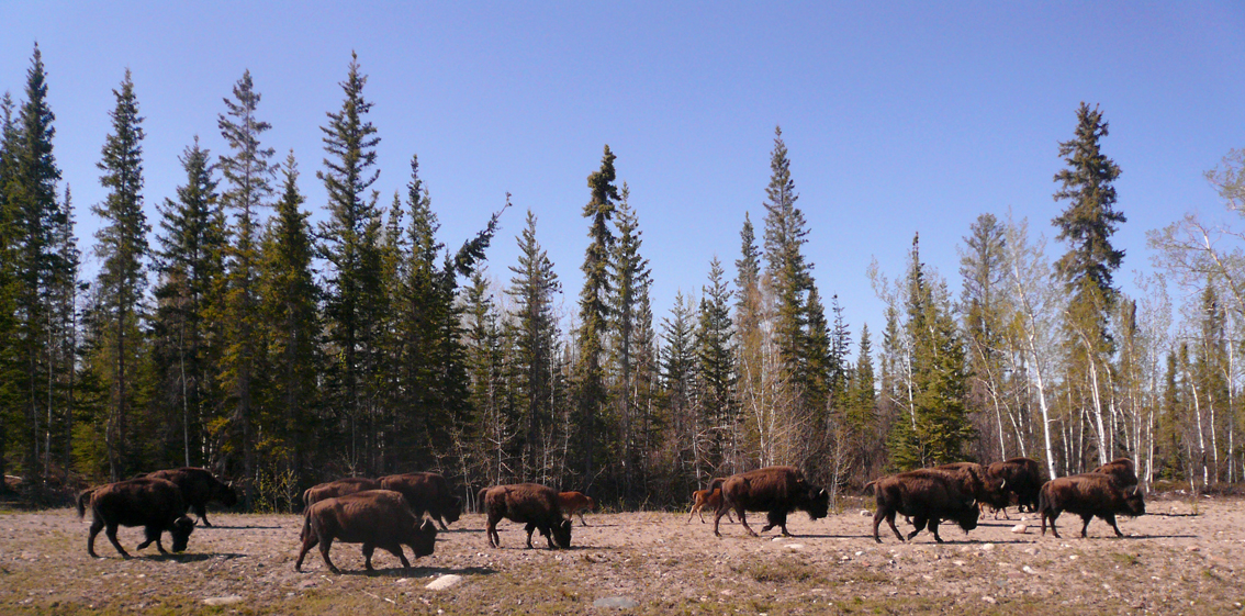 Chan Lake Territorial Park