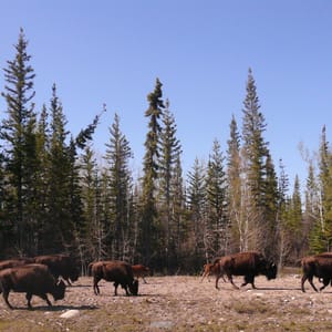 Chan Lake Territorial Park