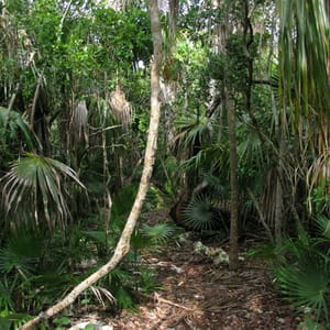 Curry Hammock State Park