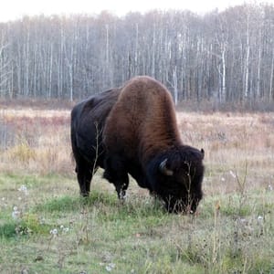 Elk Island National Park