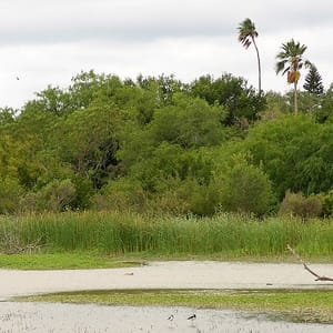 Estero Llano Grande State Park