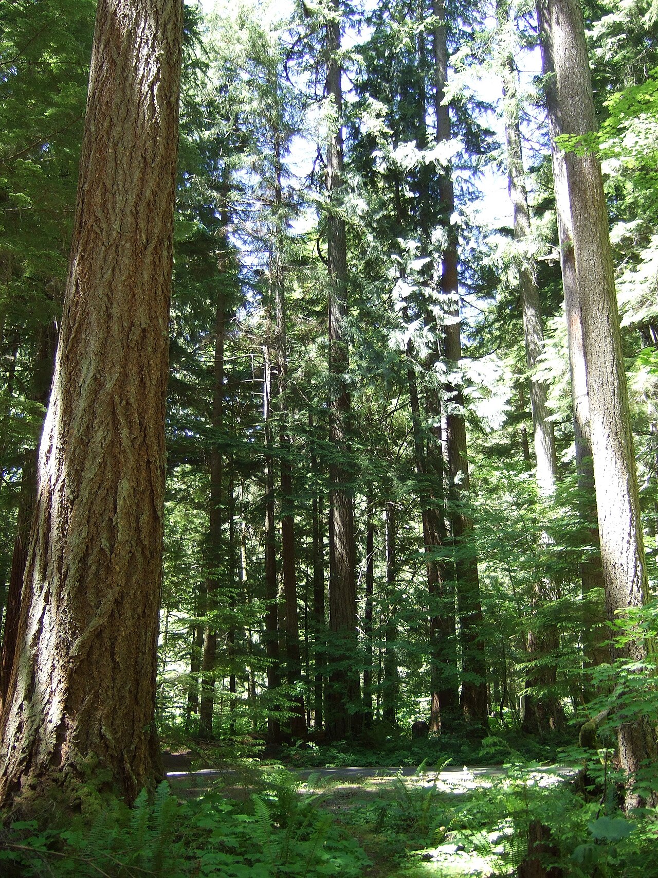 Federation Forest State Park