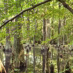 First Landing State Park