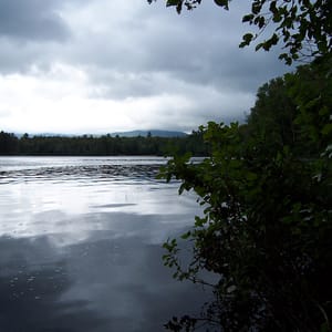 Fisher Scott Memorial Pines Natural Area