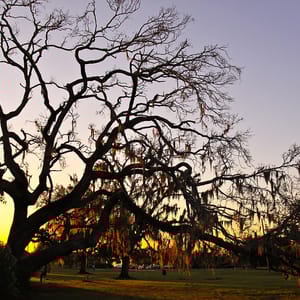 Fontainebleau State Park