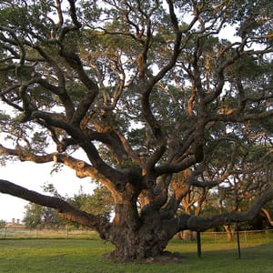 Goose Island State Park