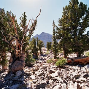 Great Basin National Park