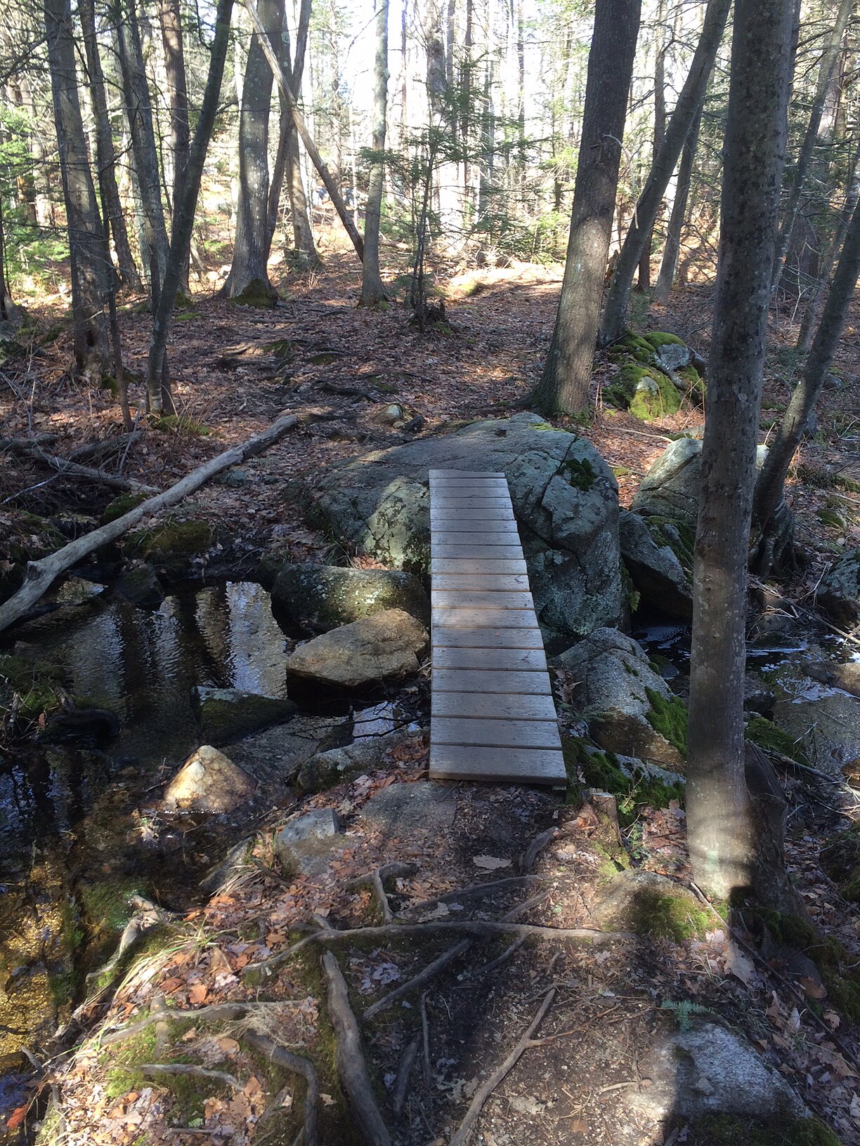 Harold Parker State Forest