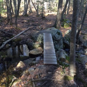 Harold Parker State Forest