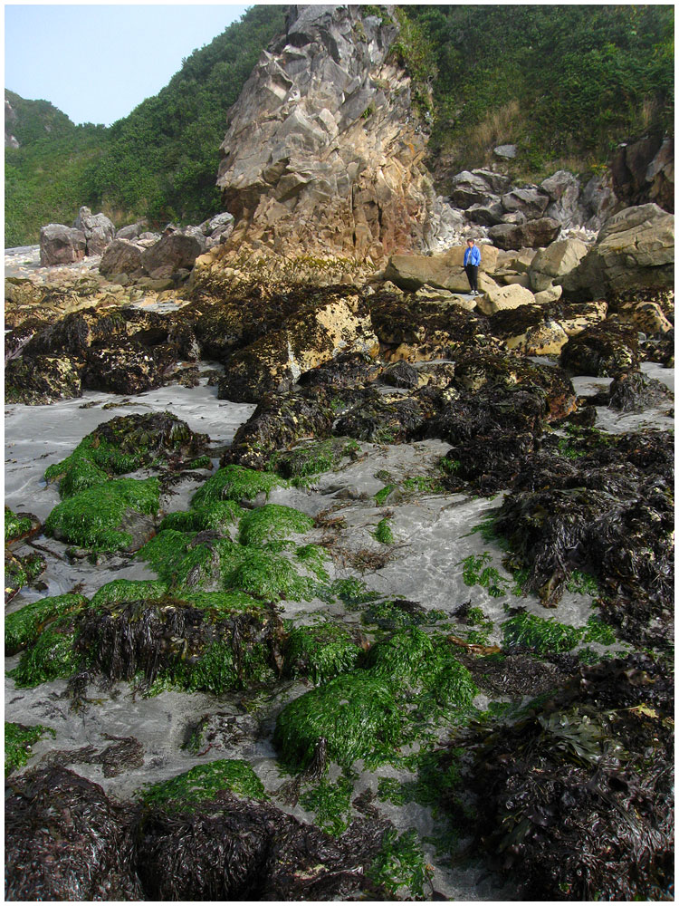 Harris Beach State Park