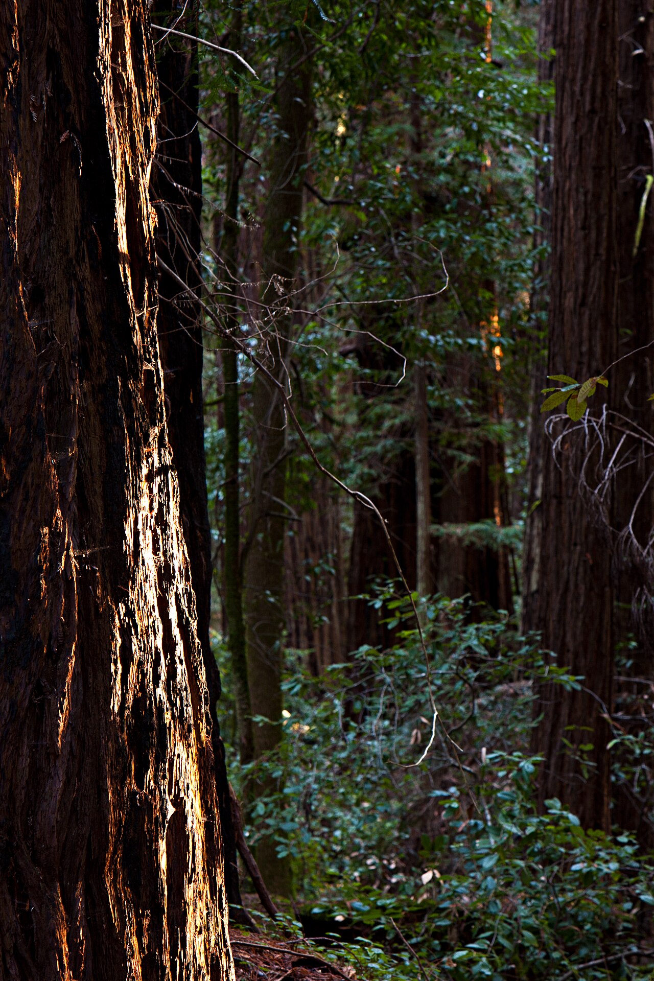 Hendy Woods State Park