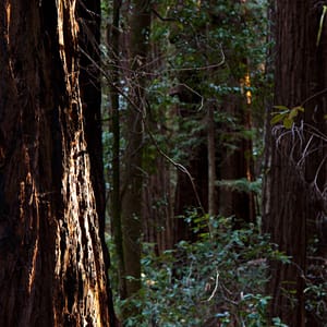 Hendy Woods State Park