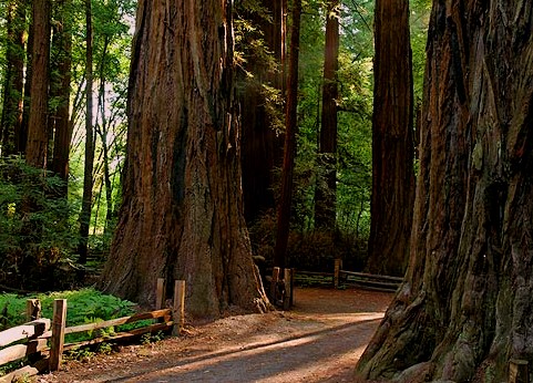 Henry Cowell Redwoods