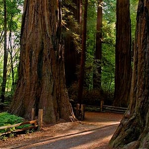 Henry Cowell Redwoods