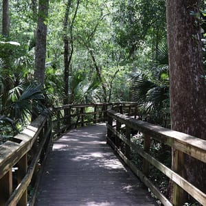 Highlands Hammock State Park