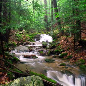 Holly River State Park