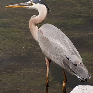 Huntington Beach State Park