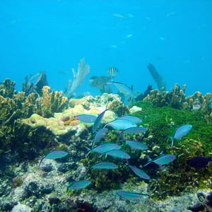 John Pennekamp Coral Reef State Park