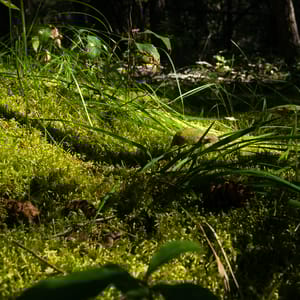 Lac La Hache Provincial Park