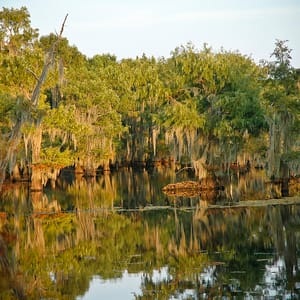 Lake Bistineau State Park