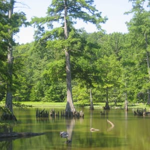 Leroy Percy State Park