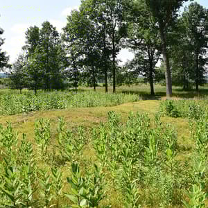Lizard Mound State Park