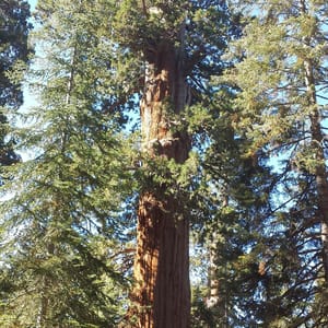 Mountain Home Demonstration State Forest