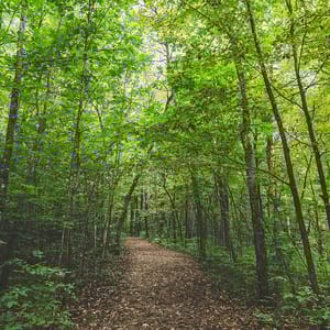 Nerstrand Big Woods State Park
